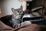 可爱的猫咪图