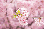 樱花 花 花朵 花树 花海 樱