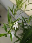 吊兰的花