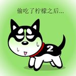 哈士奇