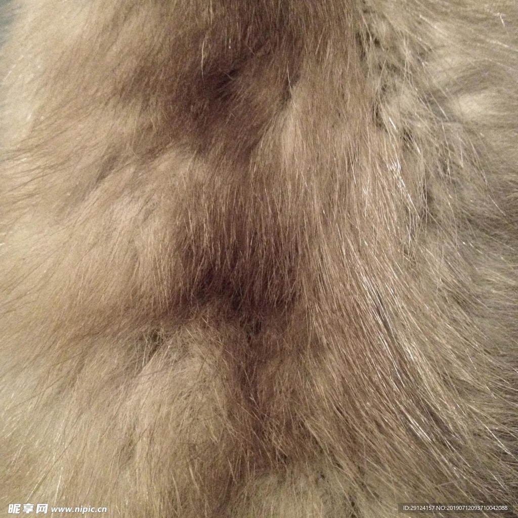 动物毛发素材