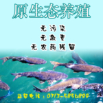 原生态养殖