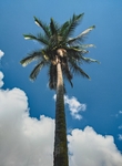 椰树