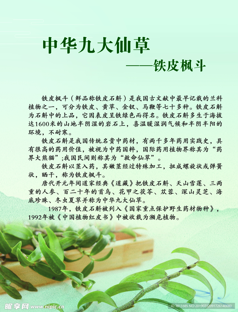 什么是铁皮石斛