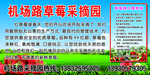 草莓采摘