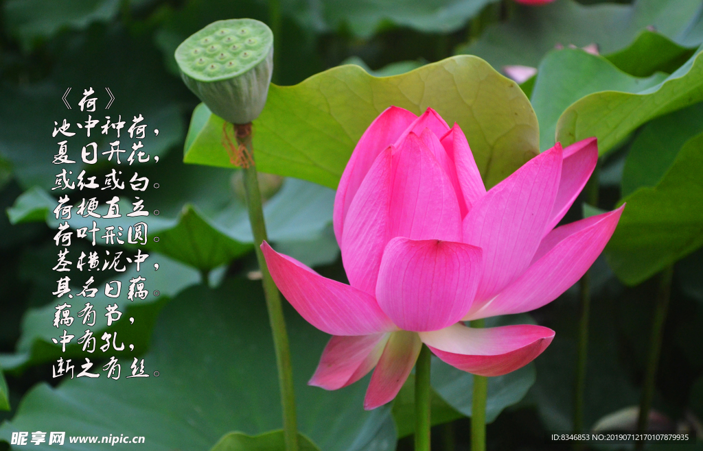 荷