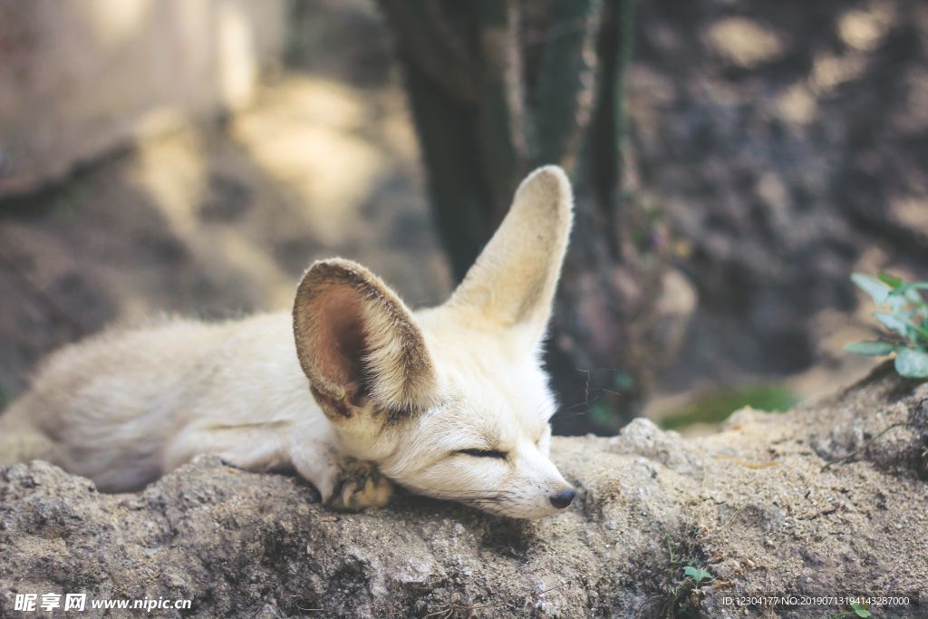 狐狸