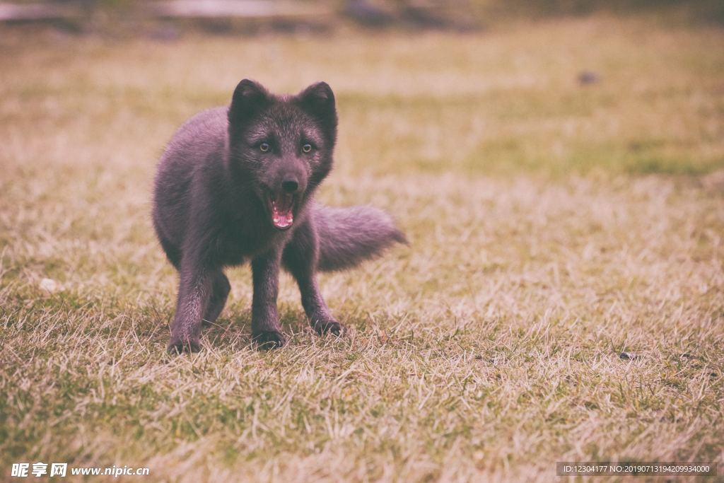 狐狸