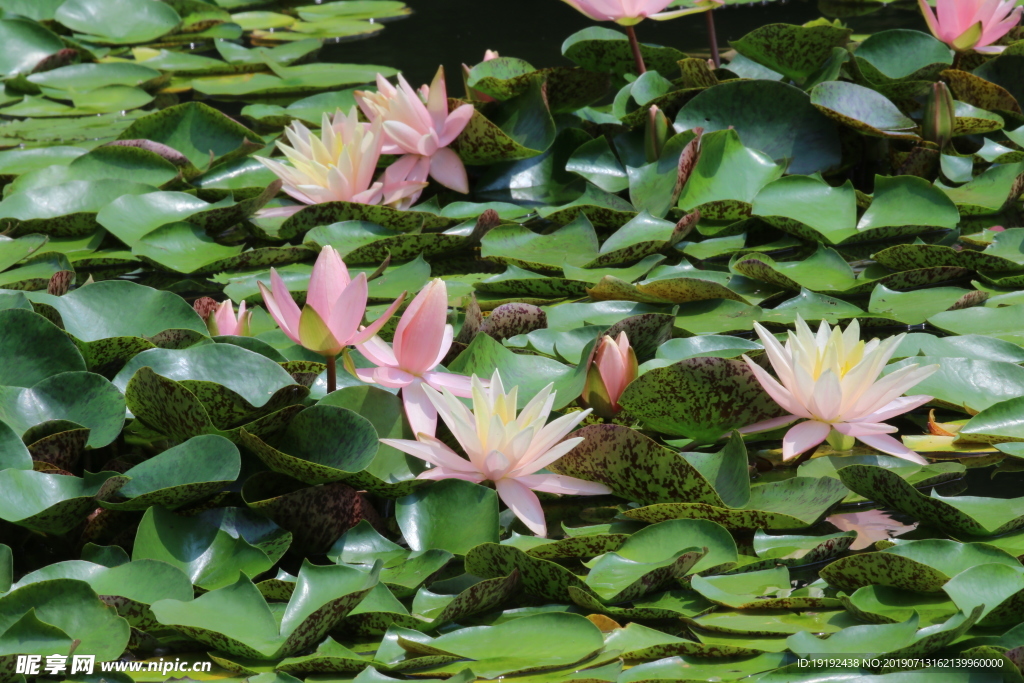 荷塘睡莲花