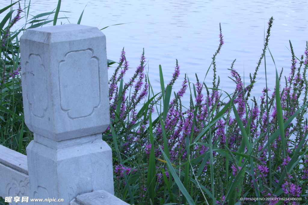 莲花池美景