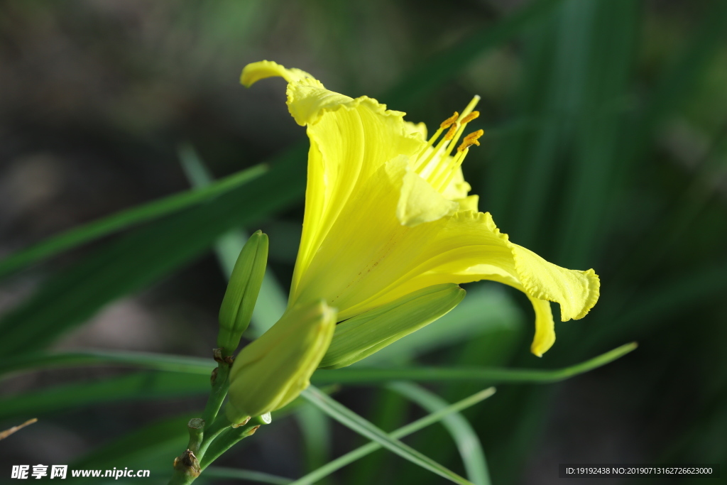 黄花菜