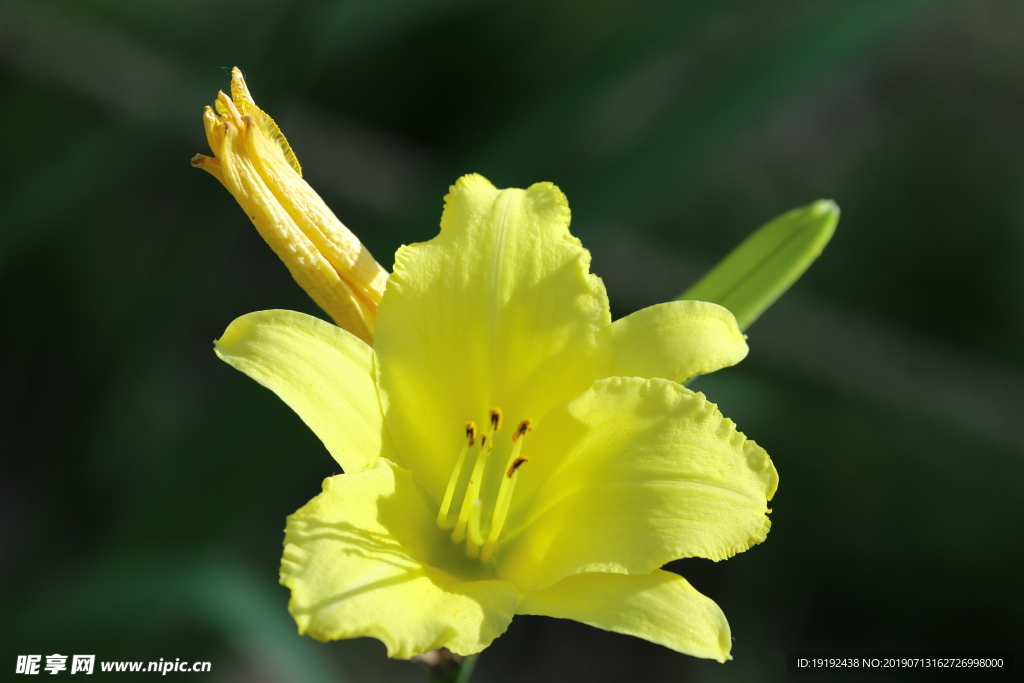 黄花菜