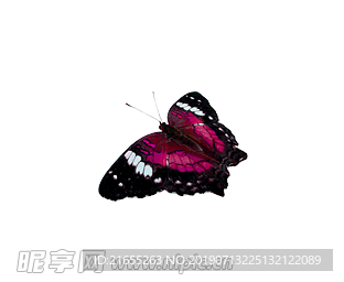 动物素材