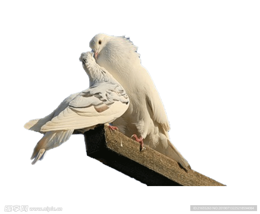 动物素材