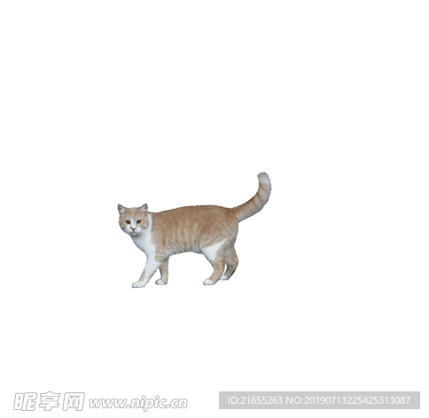 动物素材