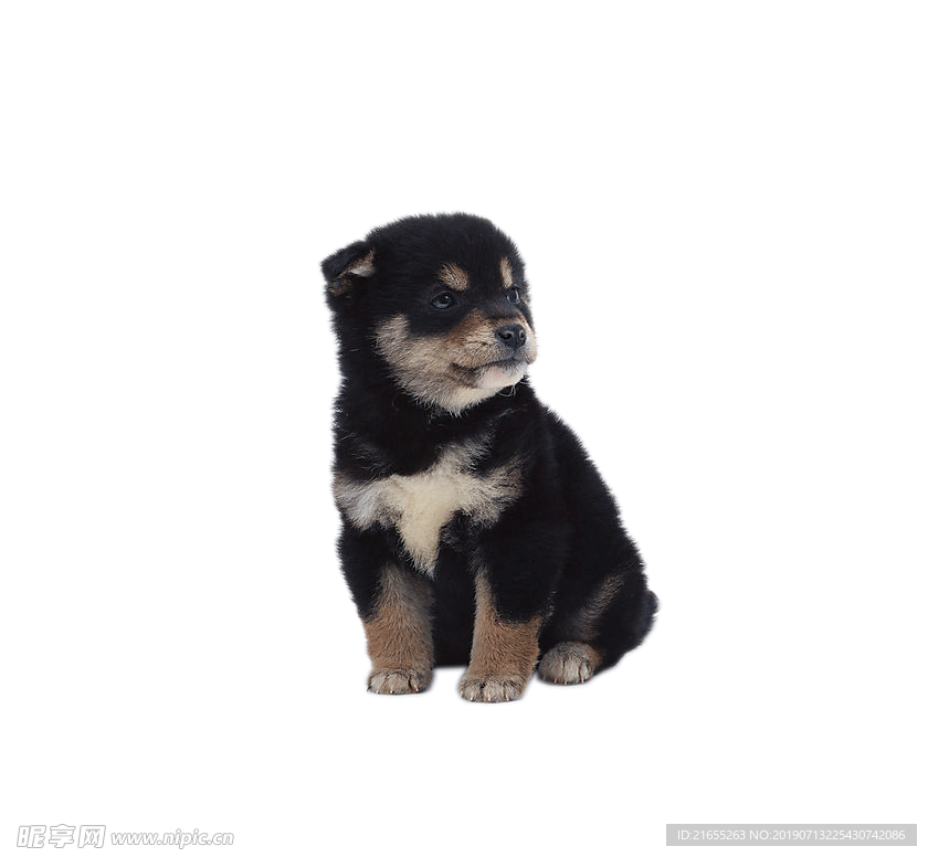动物素材