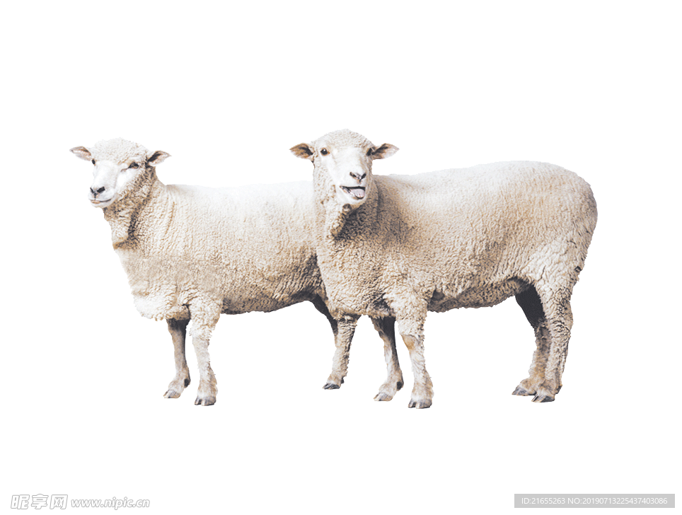动物素材
