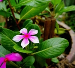 小花朵