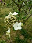 白色花瓣