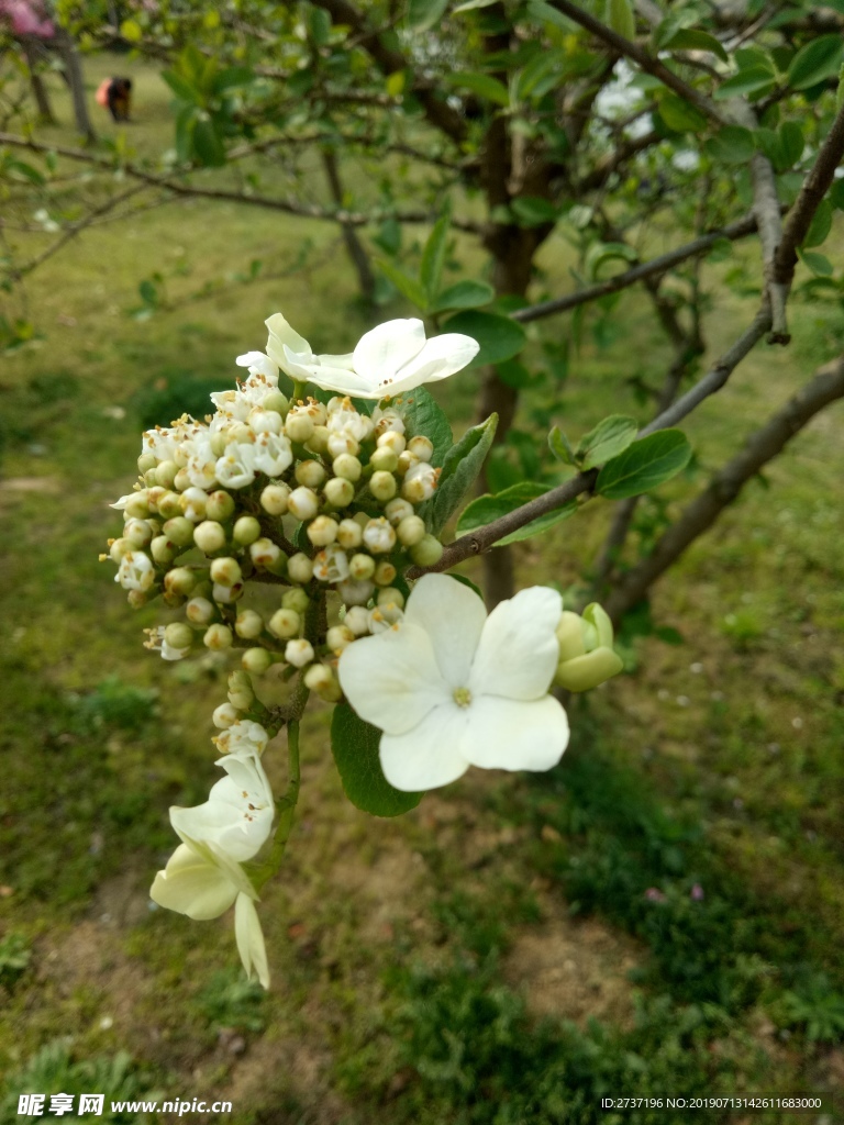 白色花瓣
