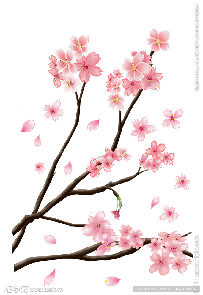樱花