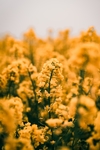 油菜花