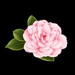 手绘卡通牡丹花山茶花png插画