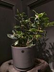 植物盆栽