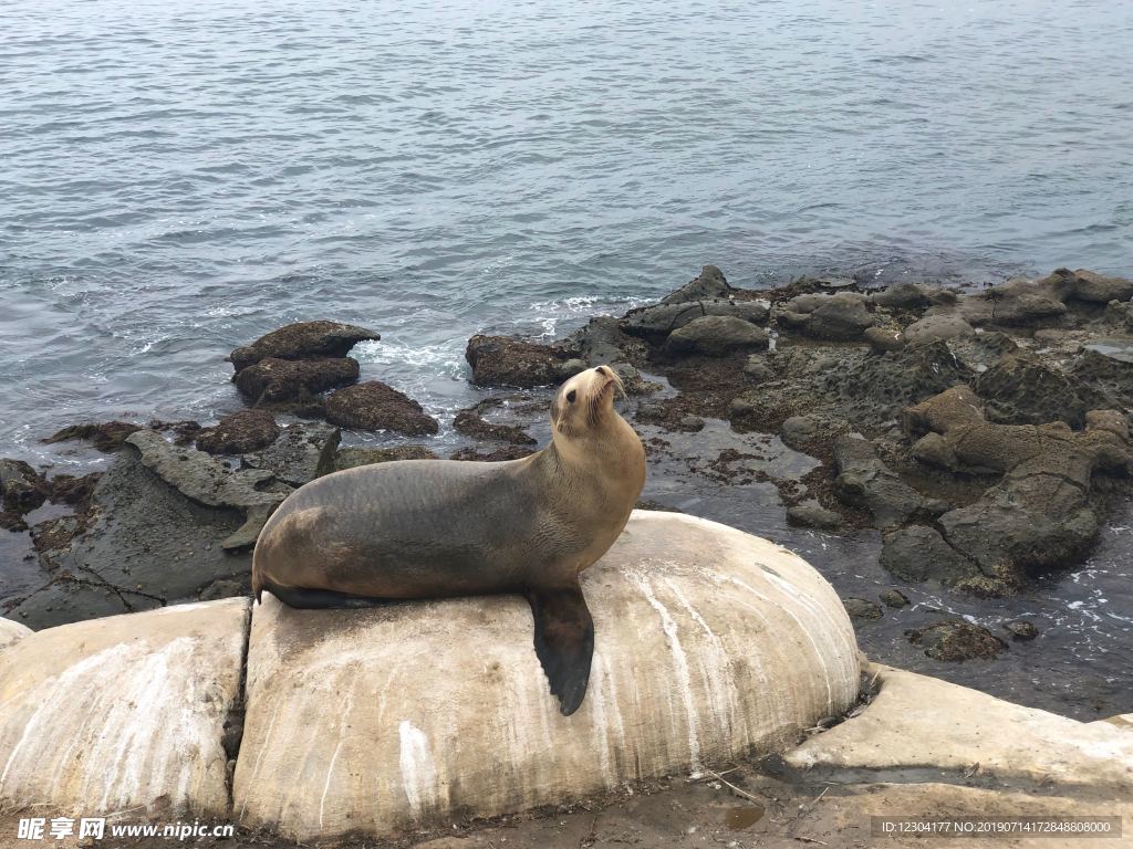 海豹