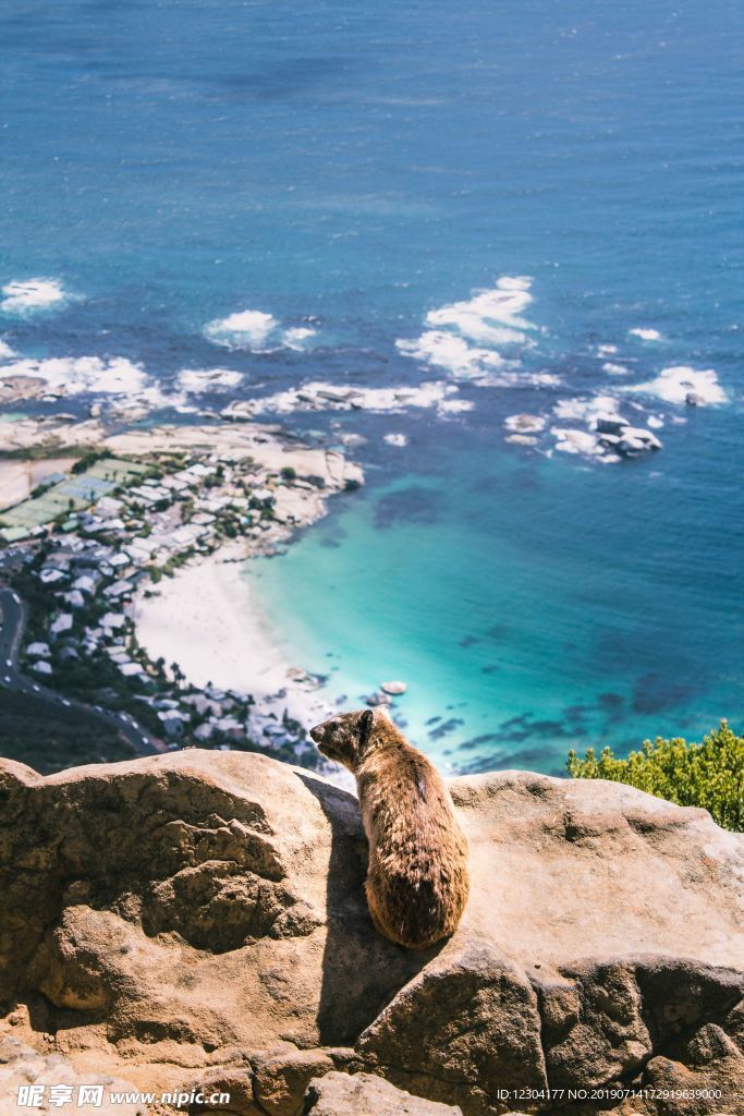 海豹
