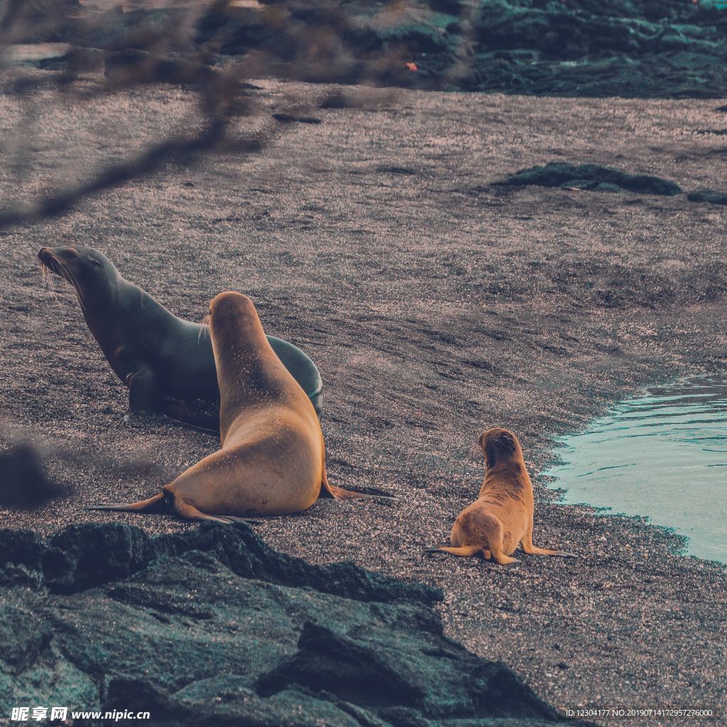 海豹