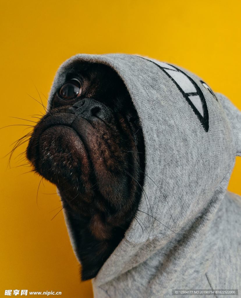 狗