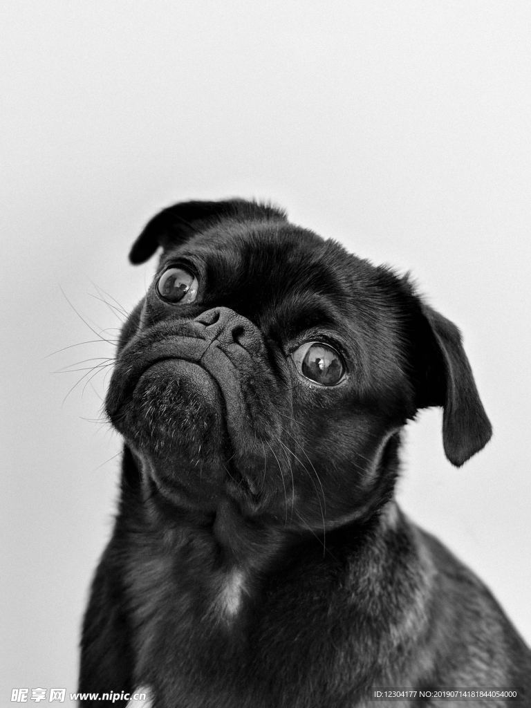 狗