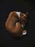 狗