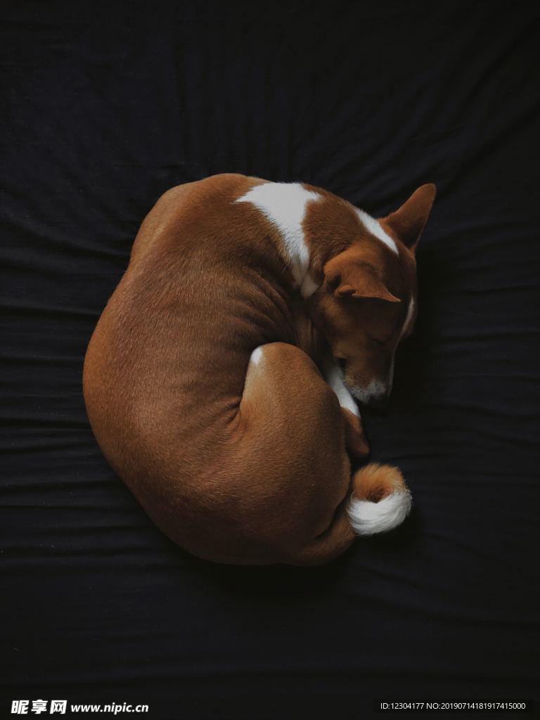 狗