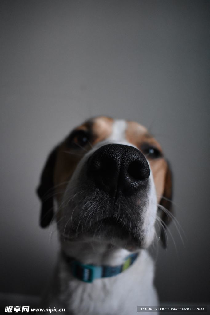 狗