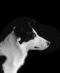 狗