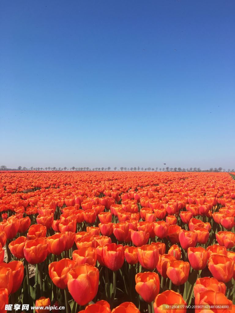 花
