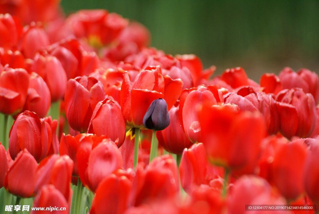 花