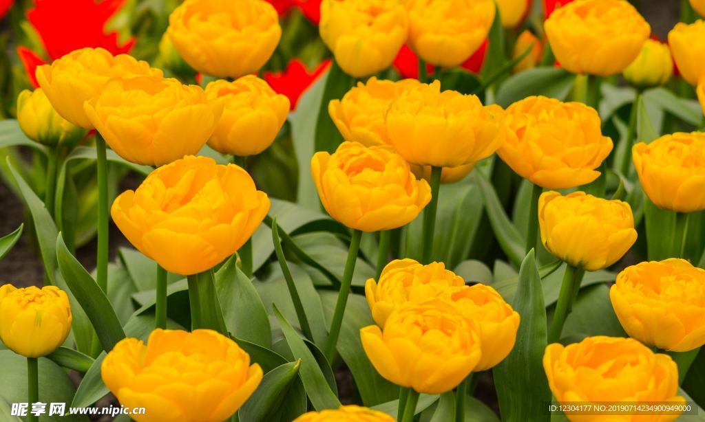 花