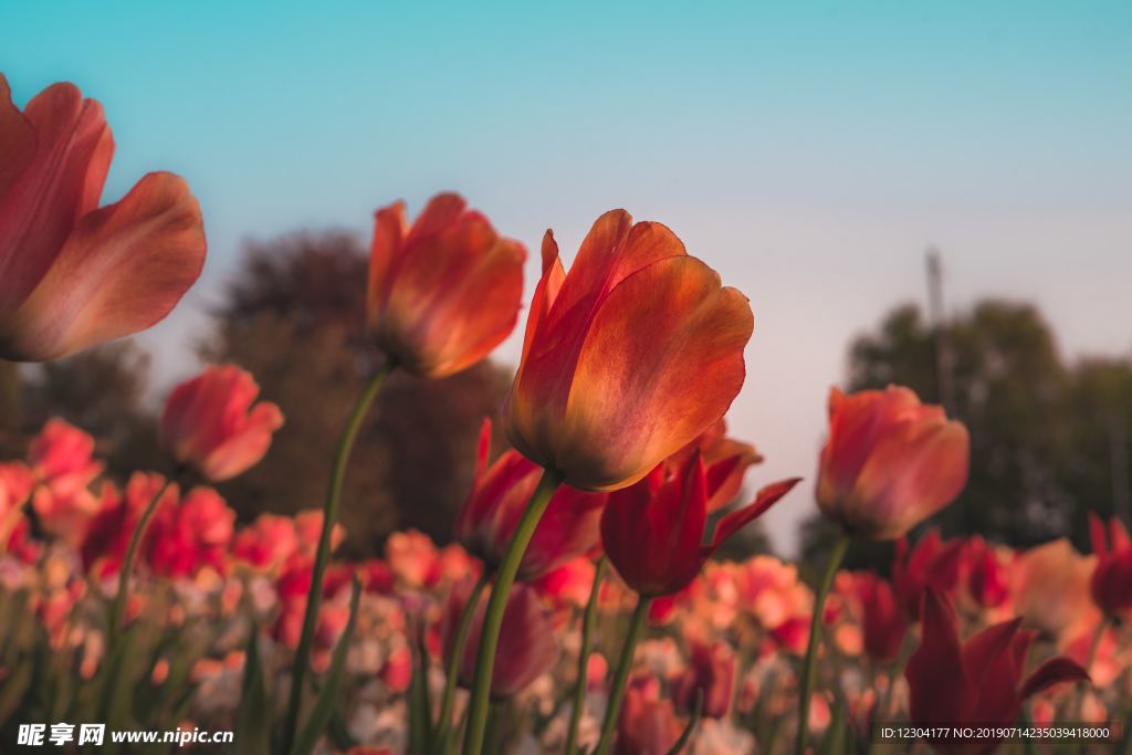 花