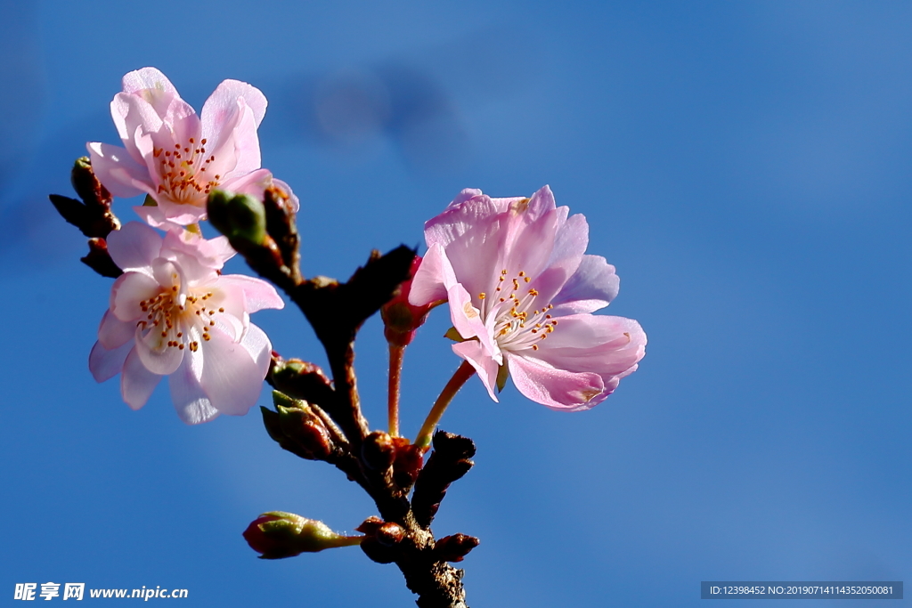 樱花
