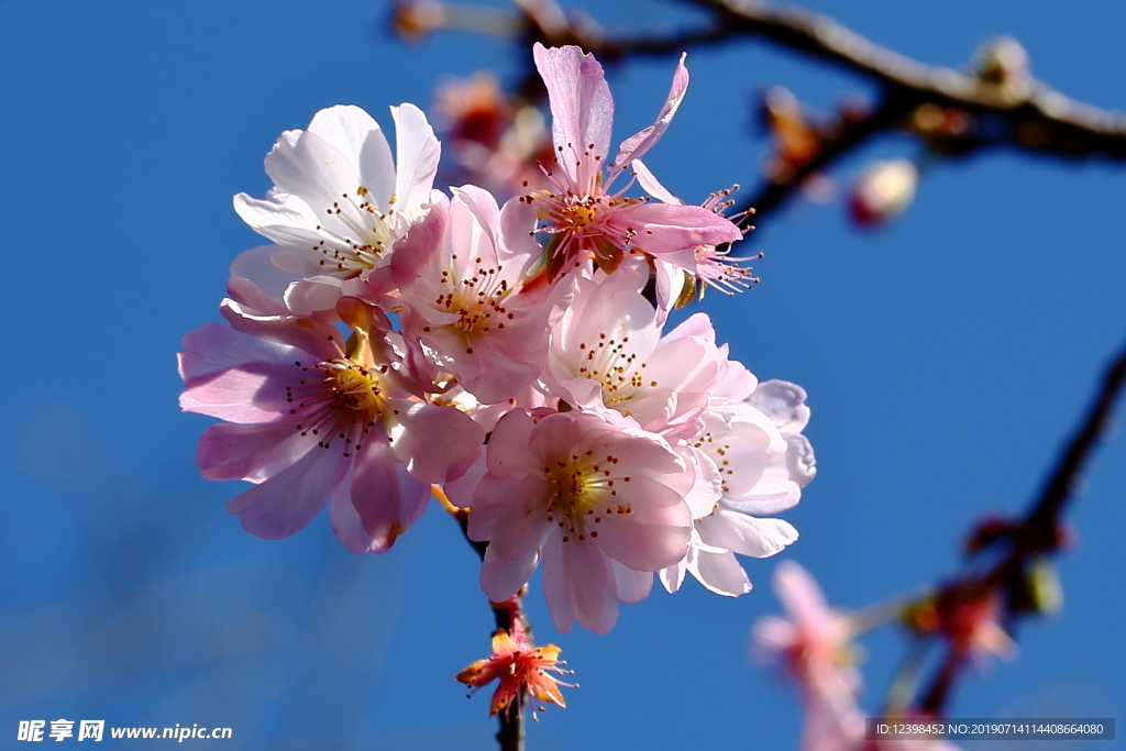樱花