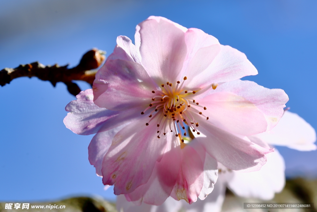 樱花