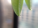叶子 水珠