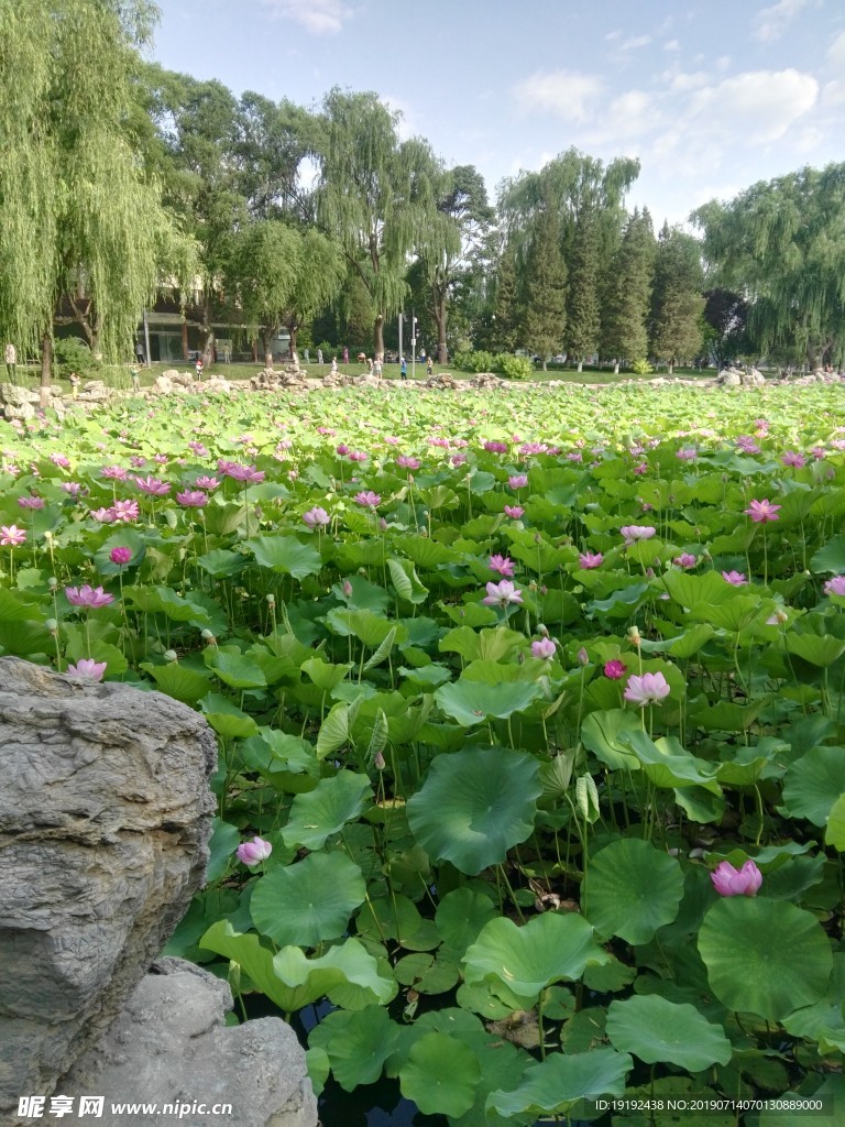 龙潭湖荷花