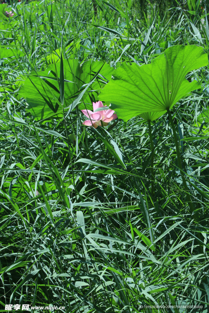 荷塘荷叶荷花
