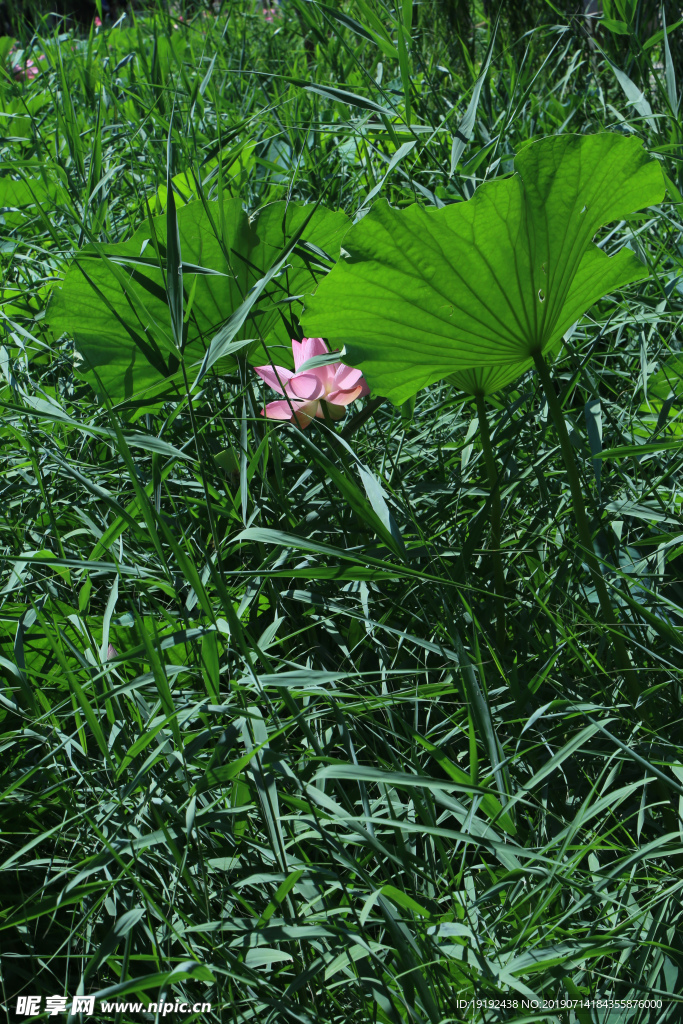 荷塘荷叶荷花