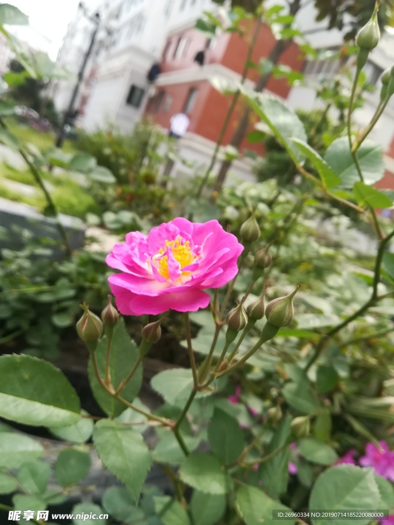 花草