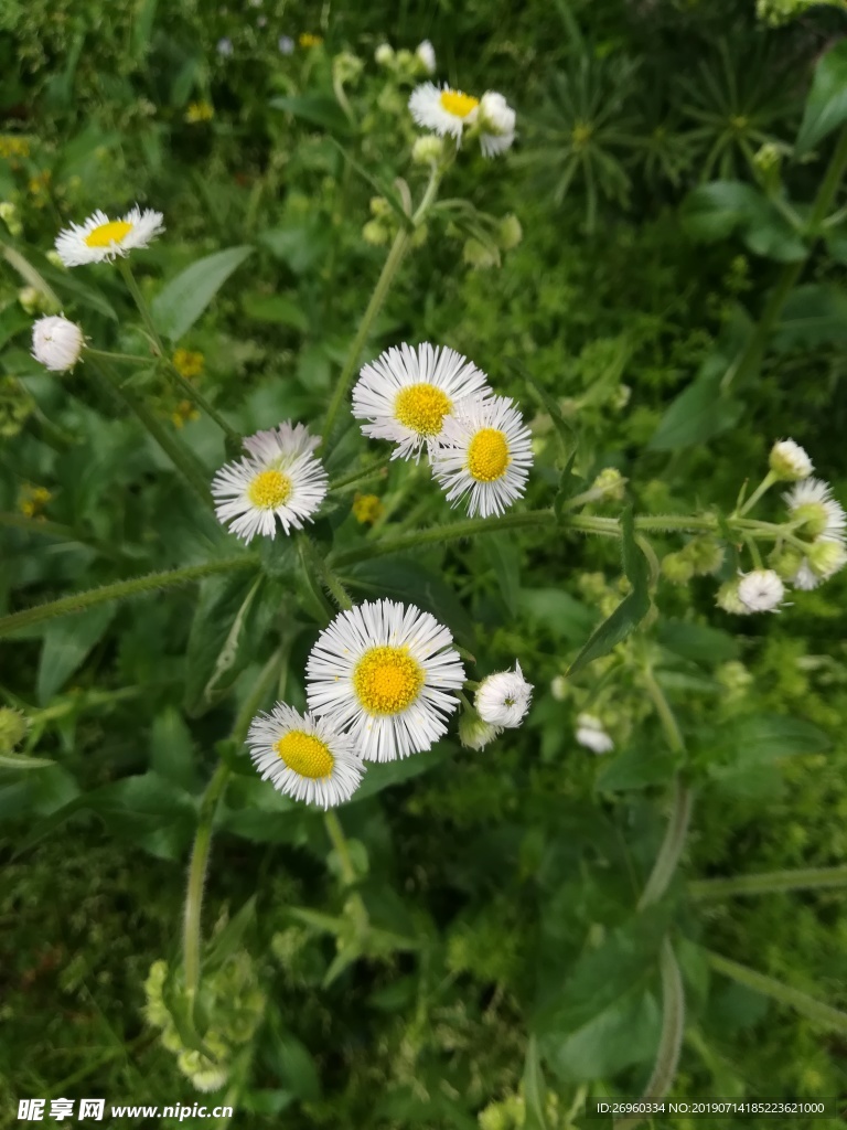 花草